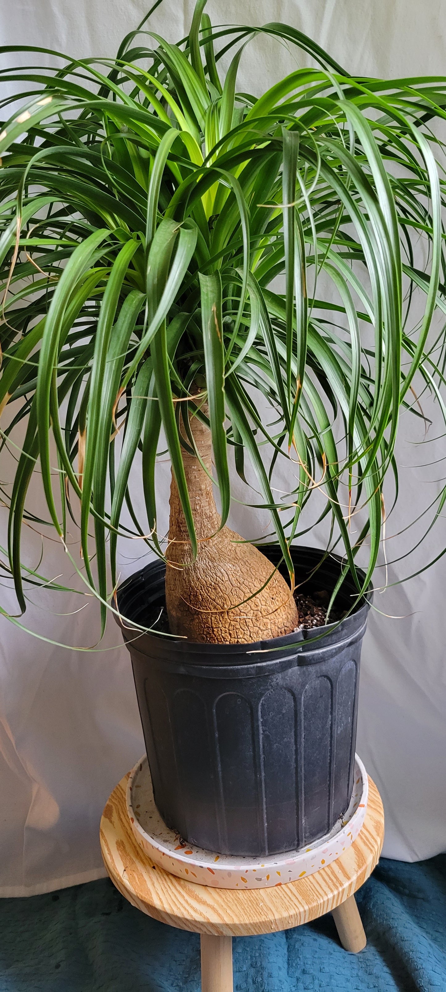 10” Ponytail palm