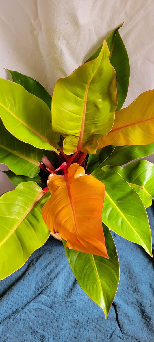 8” Philodendron MColley FInale