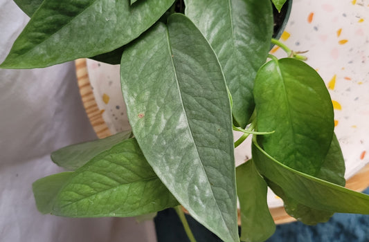 4” Epipremnum Cebu Blue