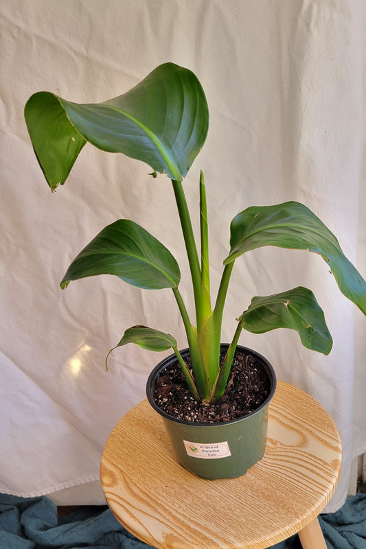 6" Bird of Paradise