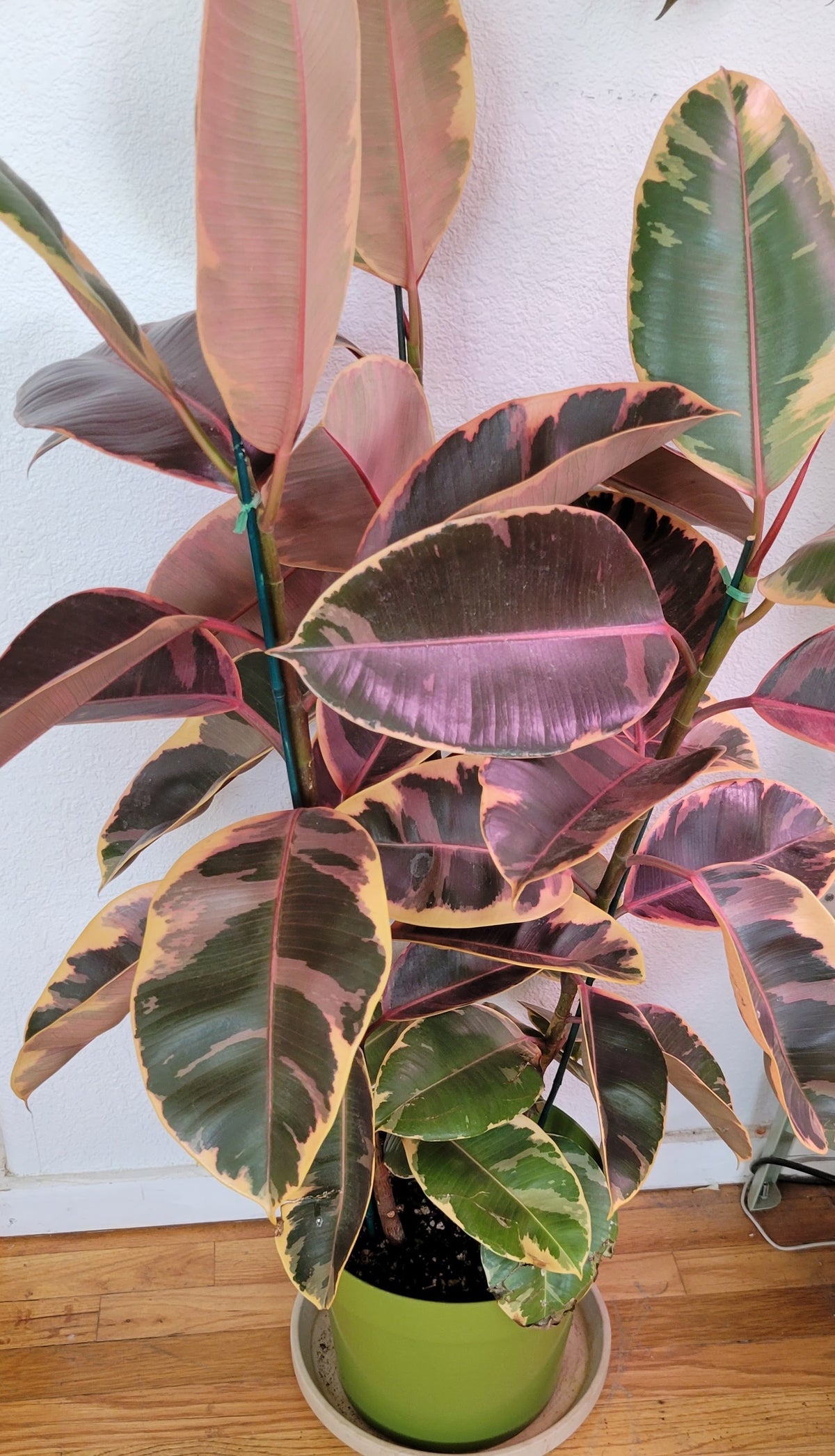 10 Inch Ficus Ruby 10” Ficus Elastica Ruby – Paradiseplanthouse