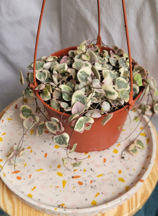 6” Variegated String of Hearts