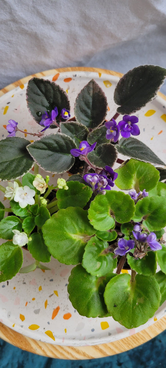 2” African Violet