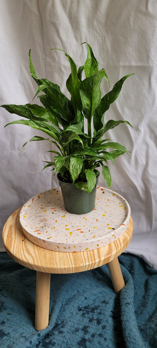 4" Spathiphyllum Domino