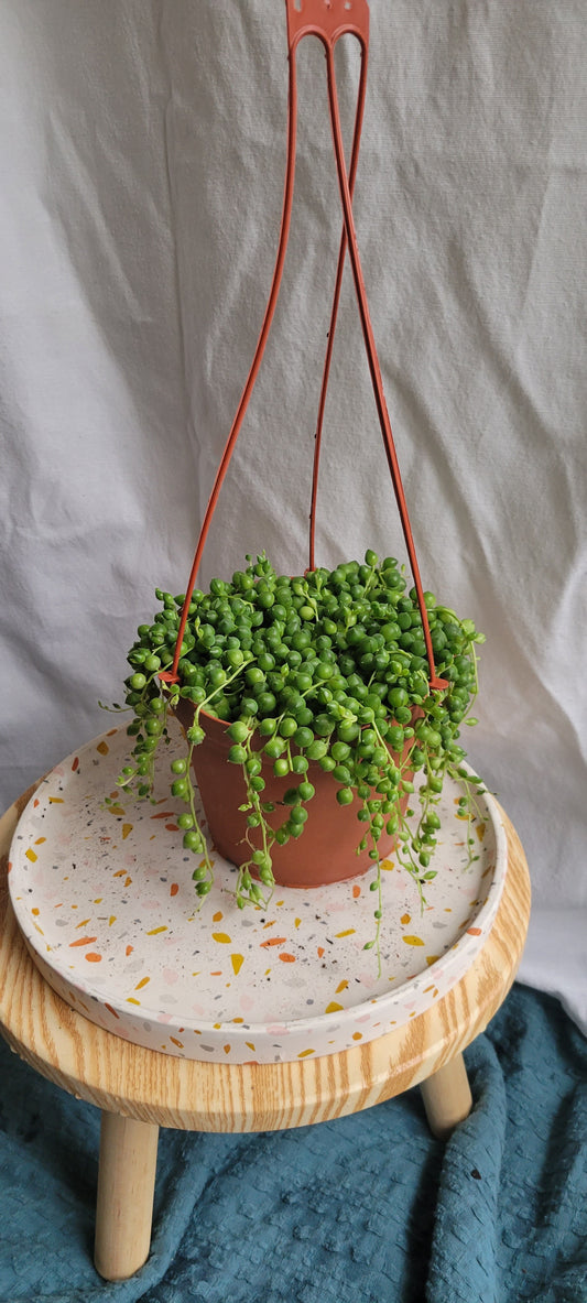 6” String of Pearls