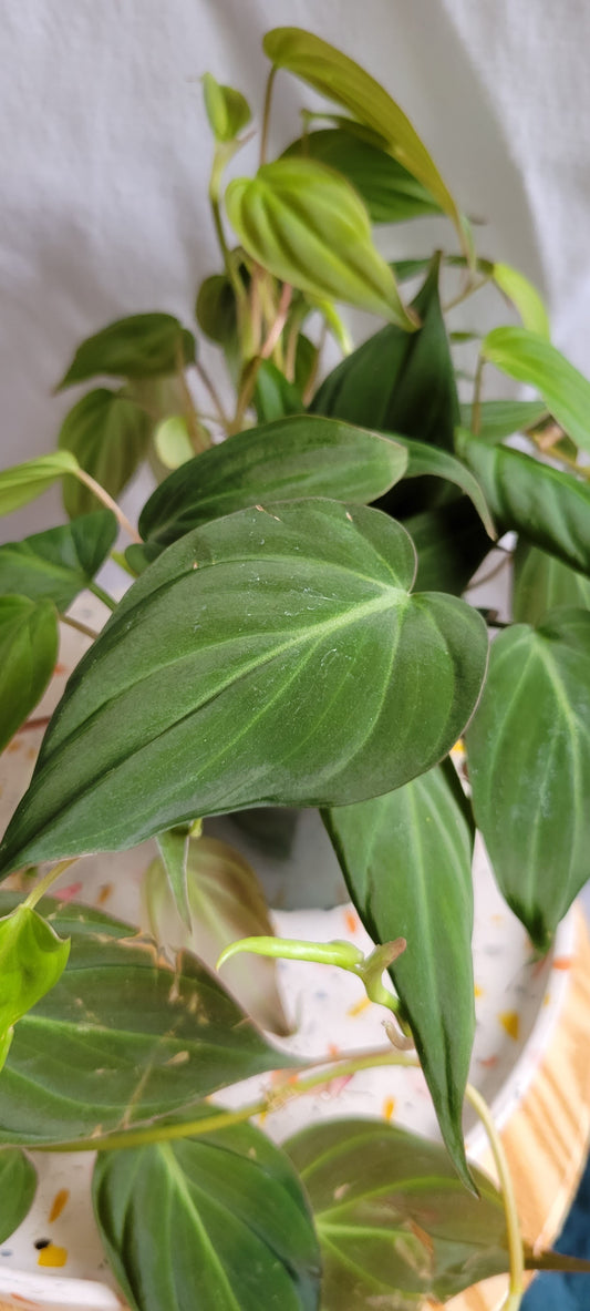 4" Philodendron Micans