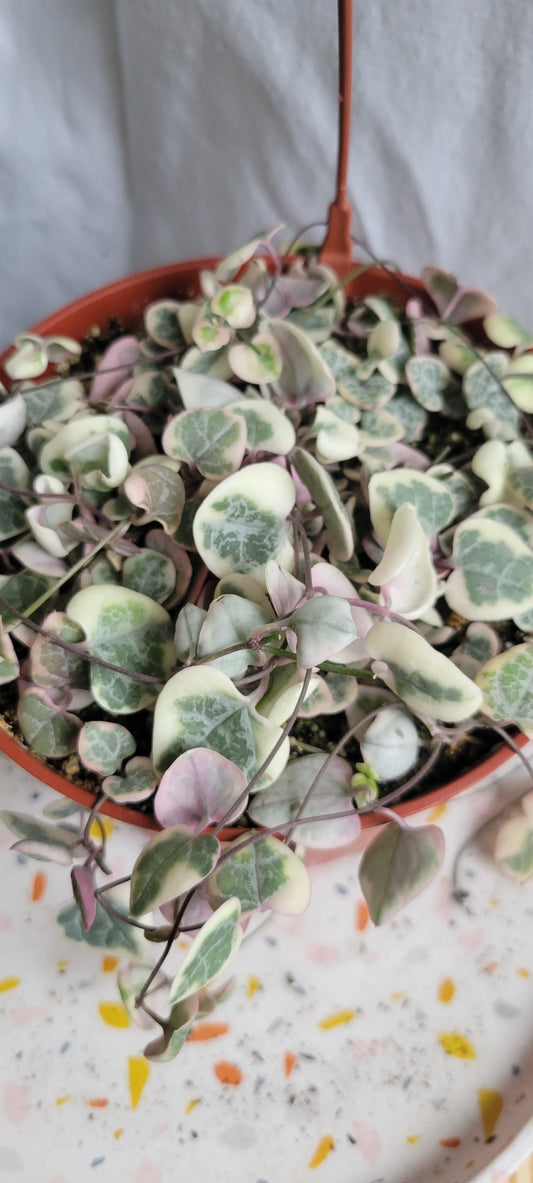 6” Variegated String of Hearts