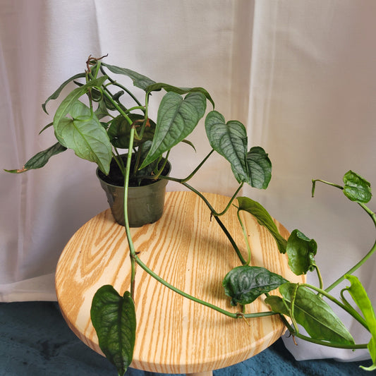 4" Monstera Siltepecana