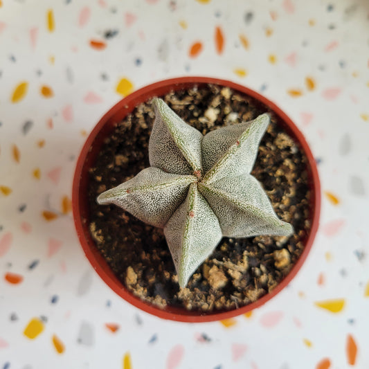 2.5” Bishop’s Cap Cactus