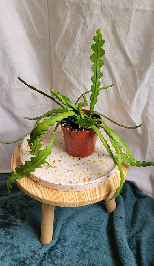 4" Epiphyllum Ric Rac