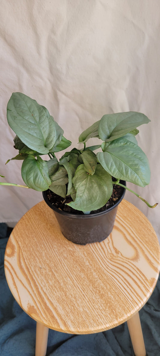 6” Amydrium SIlver