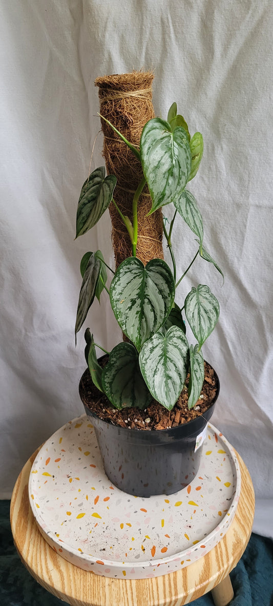 6” Philodendron Branditianum